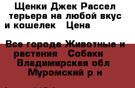 Щенки Джек Рассел терьера на любой вкус и кошелек › Цена ­ 13 000 - Все города Животные и растения » Собаки   . Владимирская обл.,Муромский р-н